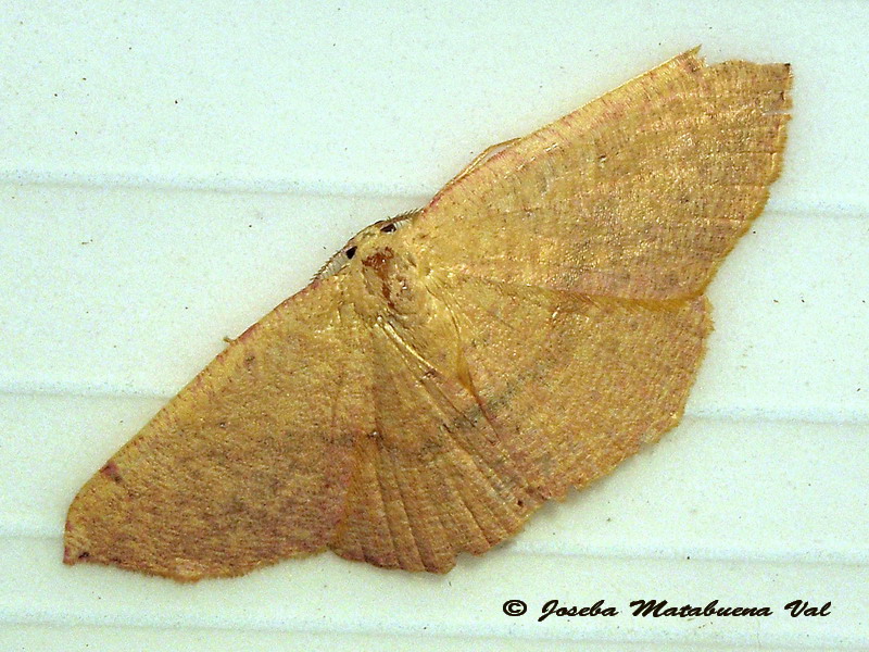 Cyclophora  - Geometridae ? da id.;: Cyclophora puppillaria